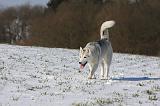 SIBERIAN HUSKY 413